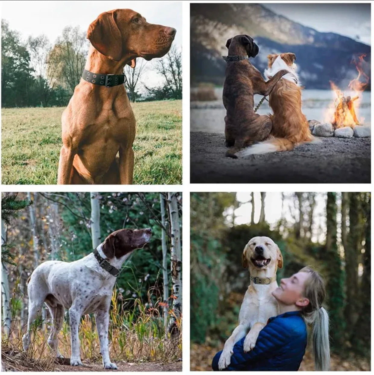 Verstellbares Hundehalsband,klassisch,reflektierend,für Training,Militär-Hundehalsband, Nylon,strapazierfähig,taktisches Hundehalsband,Deutscher Schäferhund
